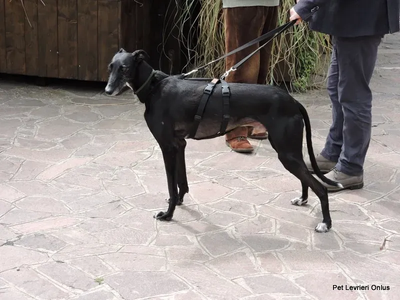 13254220 1027256300691558 7794655807600297469 n