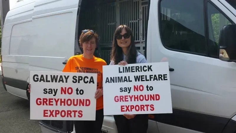 13256033 939266862837774 7707477588418751602 n