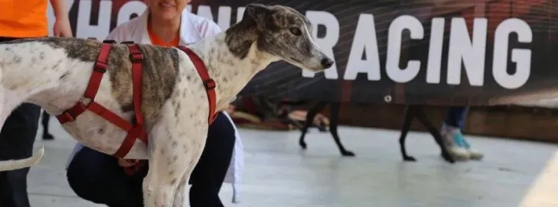 13267923 1035454086538446 6602886958746646423 n