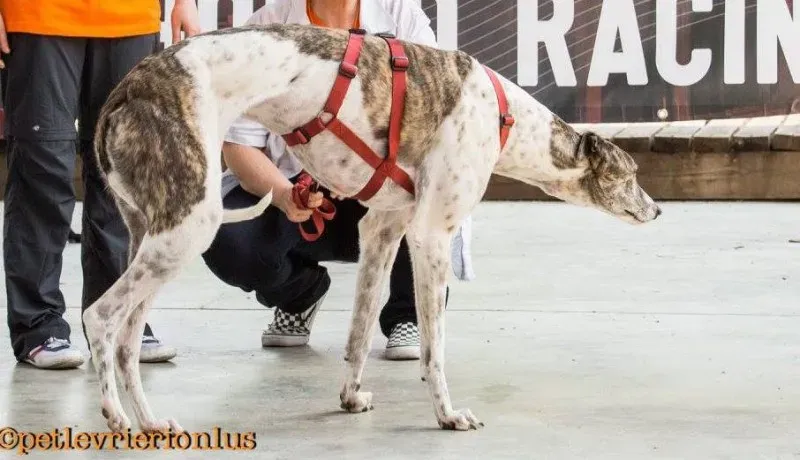 13305043 1036435109773677 4243919862096989756 o