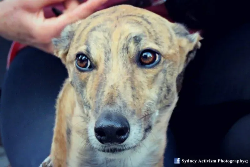 13305218 1781623902124042 4385070967326515176 o