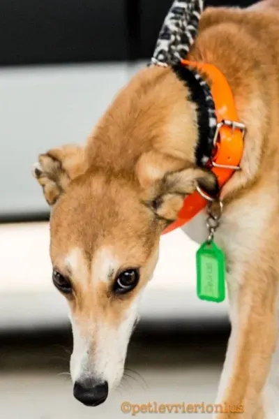 13310511 1036433263107195 8875325720182166360 n