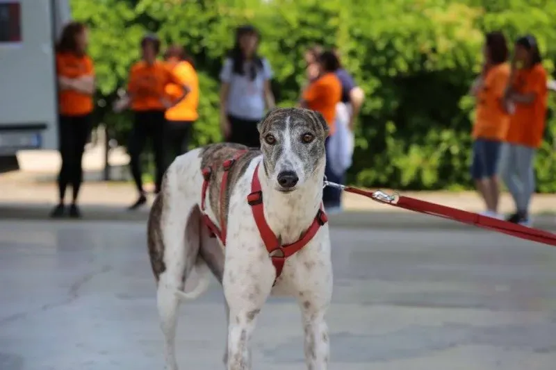 13310566 1035454283205093 2230540687405181174 n