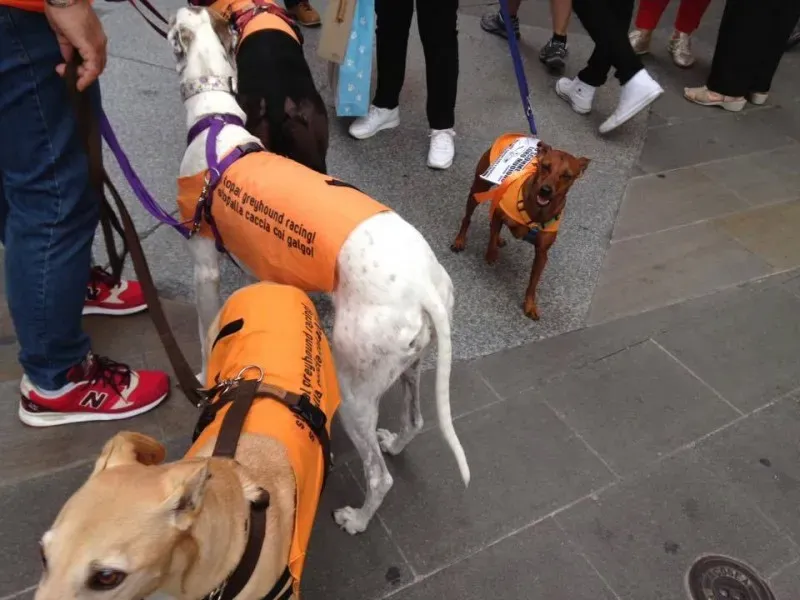 13312668 1038850619532126 470616271708067694 n 1