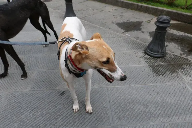 13315224 1040698346014020 2653432999872290423 n