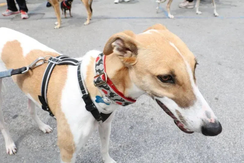 13315266 1040683809348807 2456709464696524233 n