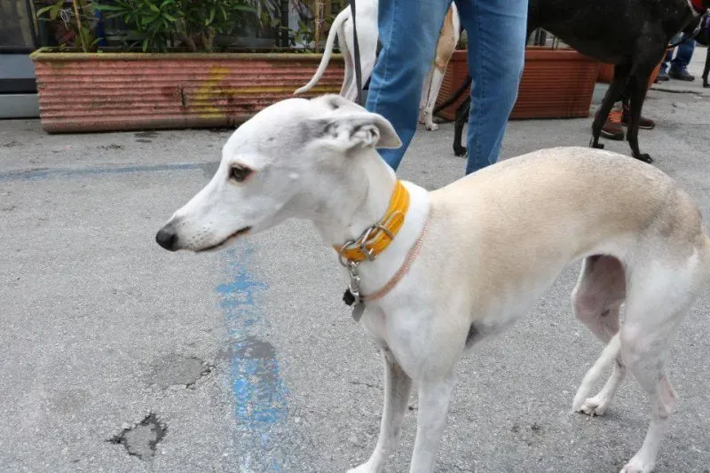 13315365 1040683606015494 7549224128736604275 n