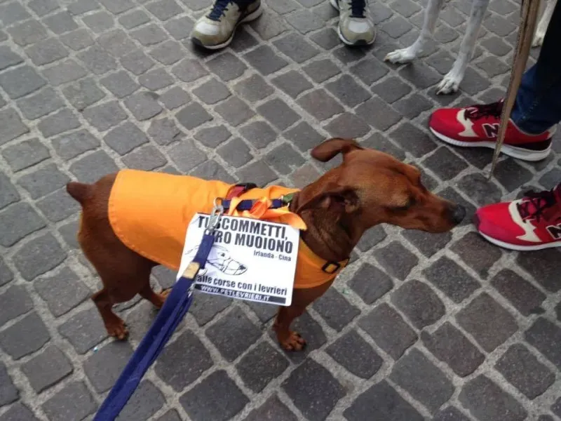 13315448 1038850309532157 5473042251995340020 n 1