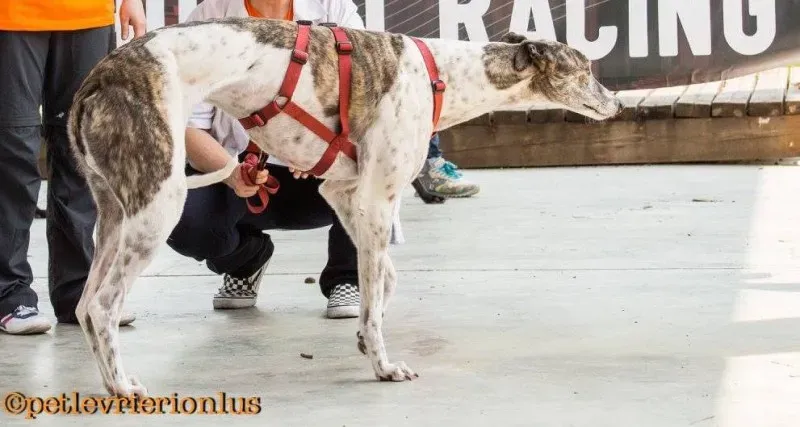 13316805 1036435156440339 4638646637676851877 o