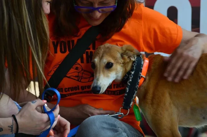 13316888 1036345076449347 9162219363016278876 o