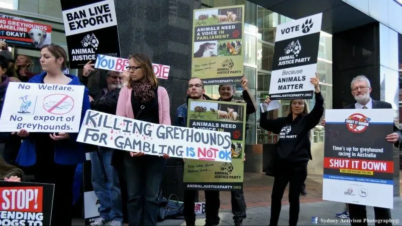 13316921 1781624485457317 4064886410731128427 o