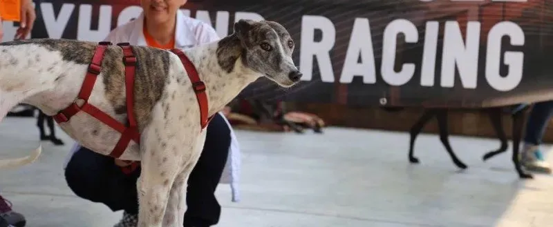 13319797 1035454106538444 3214926931097613822 n 1