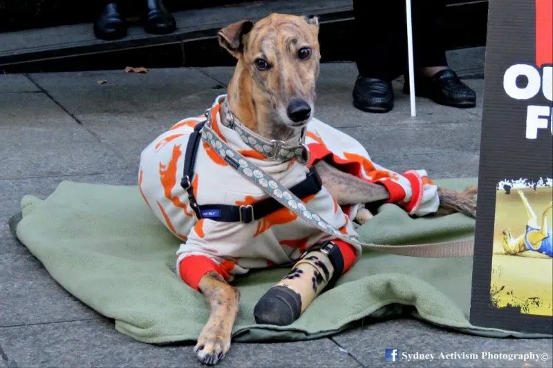 13320544 1781623562124076 7595489993173588007 o