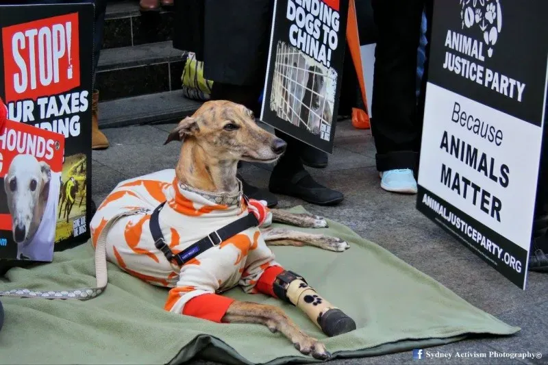 13320601 1781622735457492 6281777404295727736 o