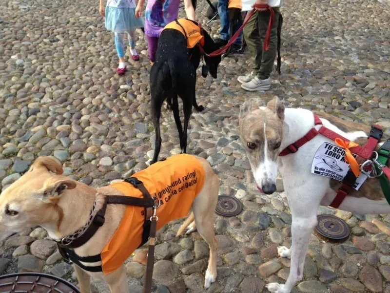 13321683 1038851116198743 3915371553540575651 n 1