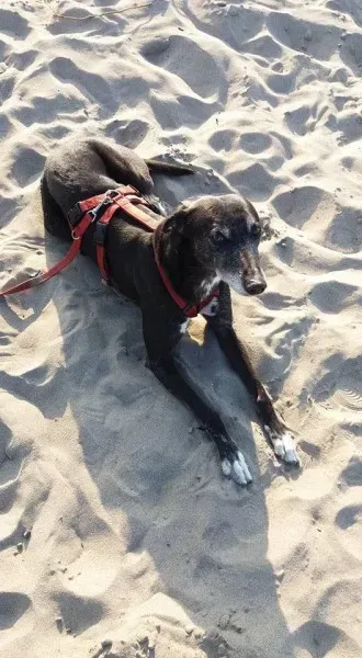 13321779 1036634099753778 8300028432079793861 n