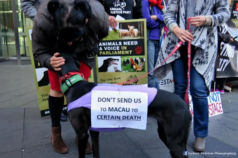 13321871 1781624618790637 8655596189495005321 n