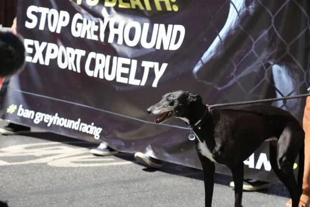 13325466 1039093096174545 1994563519235951181 n 2