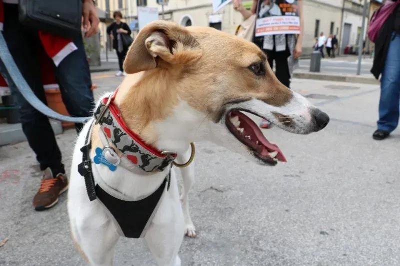 13325487 1040683836015471 1978742883512393771 n