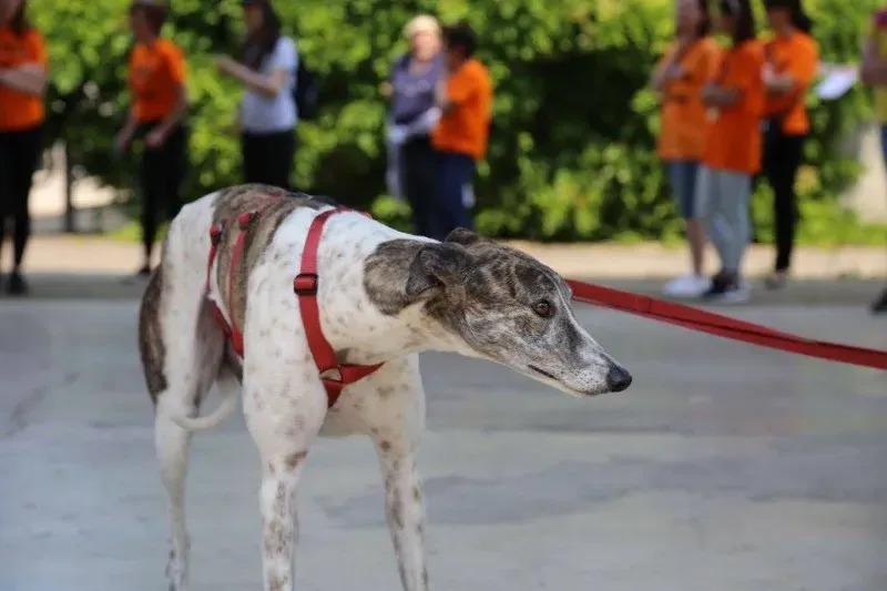 13327492 1035454256538429 1493225839542258477 n