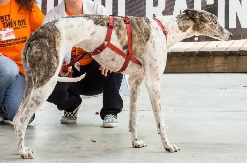 13329380 1036435226440332 66525780314404136 o