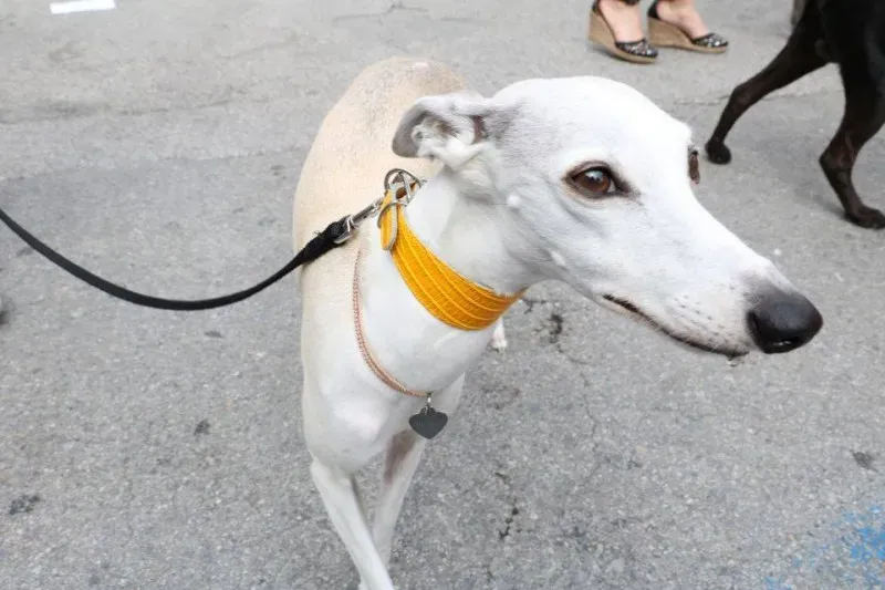 13330997 1040683686015486 2977030640047313202 n