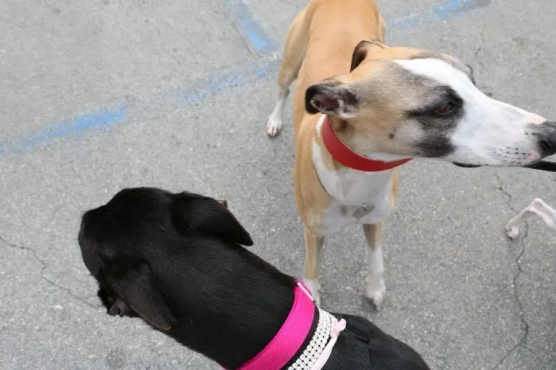 13332926 1040683426015512 9041370720918348614 n