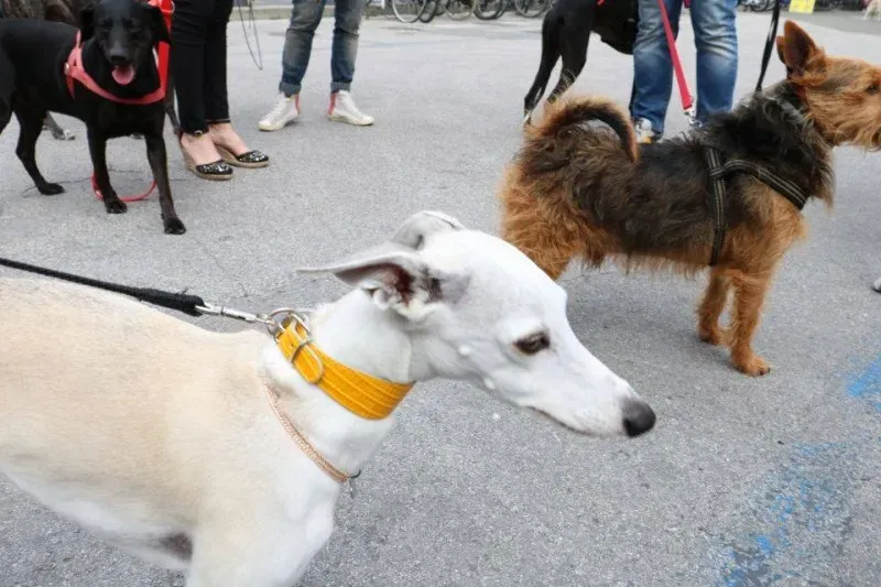 13335812 1040683622682159 8509111033550018015 n