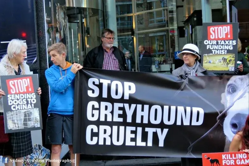 13340125 1781623778790721 7266225159210728587 o