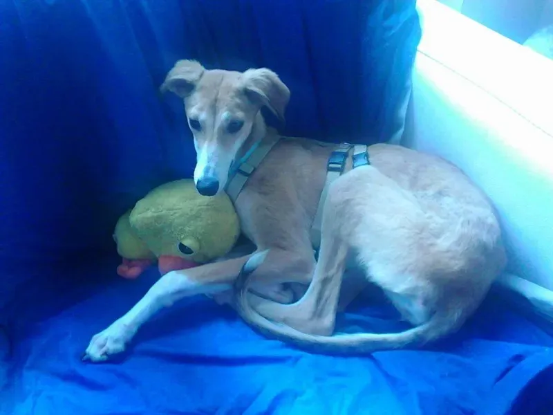 13340521 1121204977899882 1704752595 o