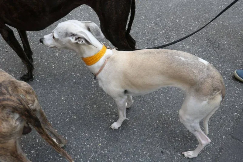 13343017 1040699149347273 2271659521223406227 n