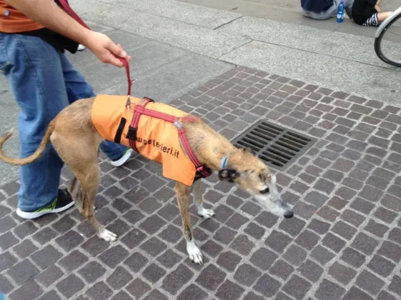 13343144 1038851069532081 7730612902249516282 n 1