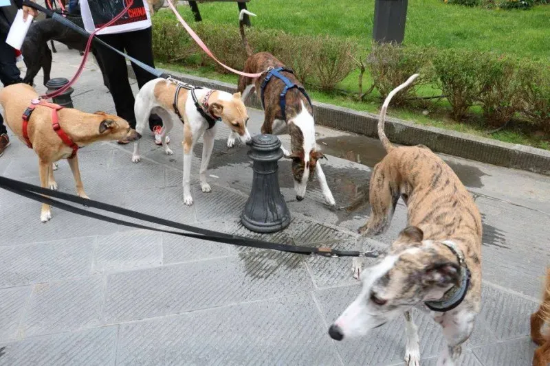 13343152 1040698322680689 6470351842598676211 n