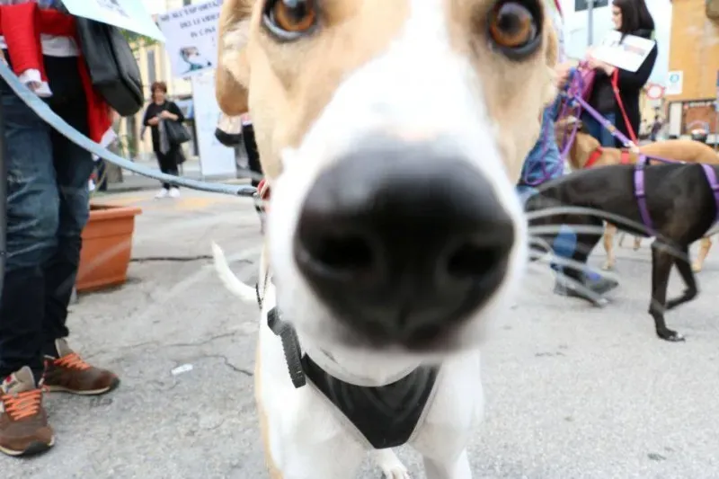 13344521 1040683806015474 4677591600310698768 n