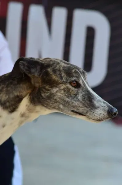 13344733 1036345409782647 1543351998695782724 n