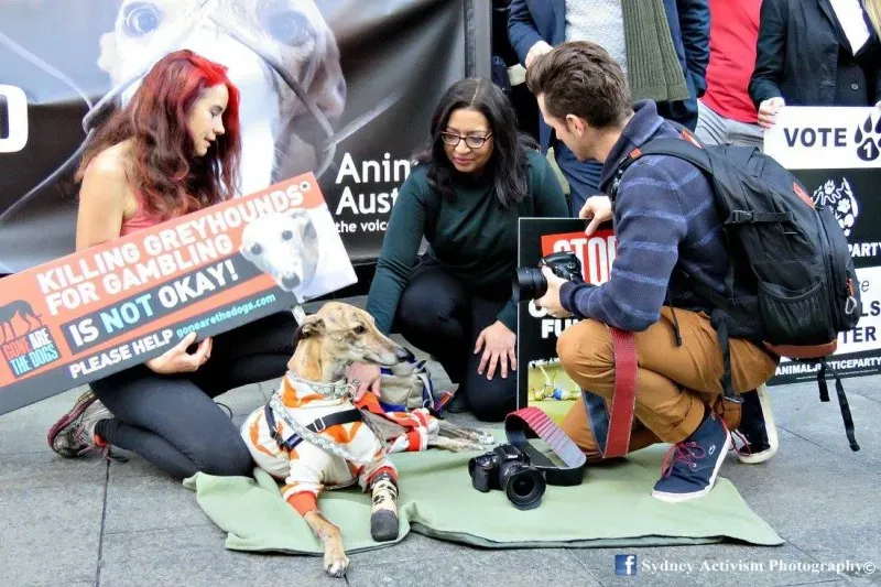 13346361 1781624095457356 6457454608778212137 o