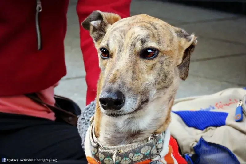 13350420 1781624388790660 1672281764080572764 o