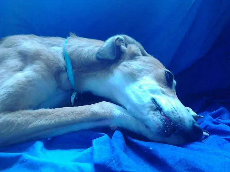 13383634 1121204841233229 1366042797 o