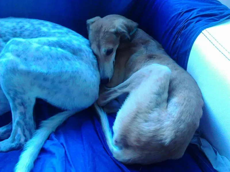 13389136 1121204777899902 1978040221 o