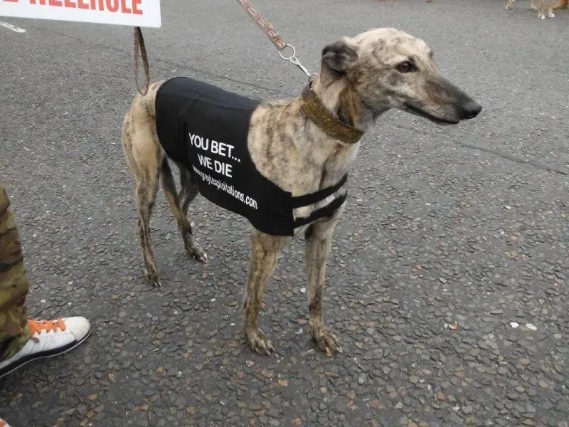 13391552 10154268125163249 3545210970711782016 o