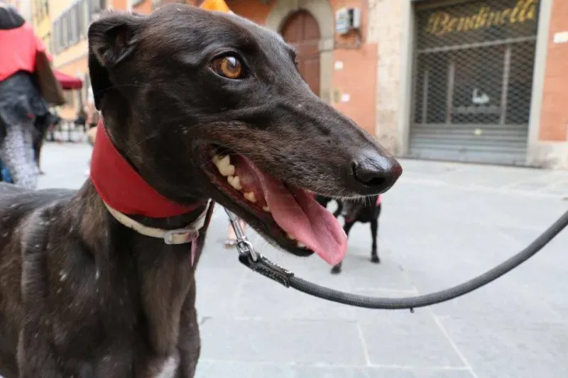 13393903 1040694396014415 8441352344609622364 n