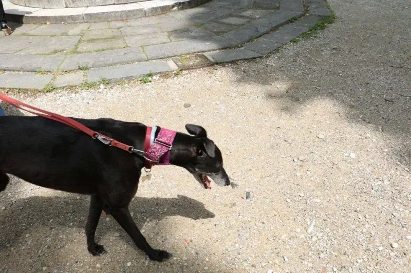 13407077 1040699272680594 8519716964924234878 n