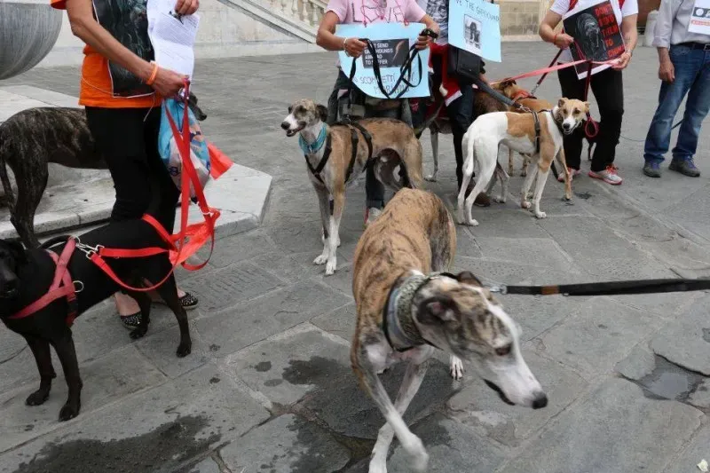 13407169 1040696729347515 7989344303628553460 n