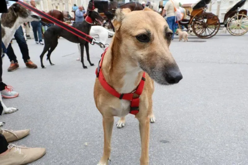 13407276 1040693632681158 8084132894325541695 n