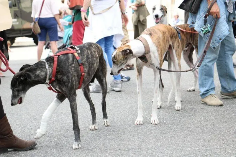 13407318 1040699622680559 6251222090576970080 n