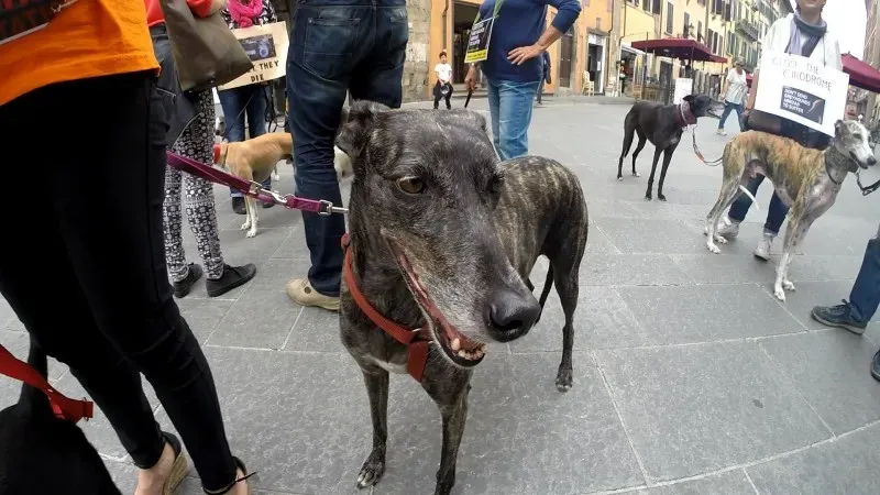 13411743 1040693996014455 80437786369925833 o