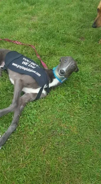 13419221 10208439700923641 6180002996724931053 n