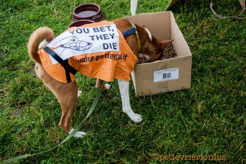 13433104 10208730077276676 7421293013456067657 o