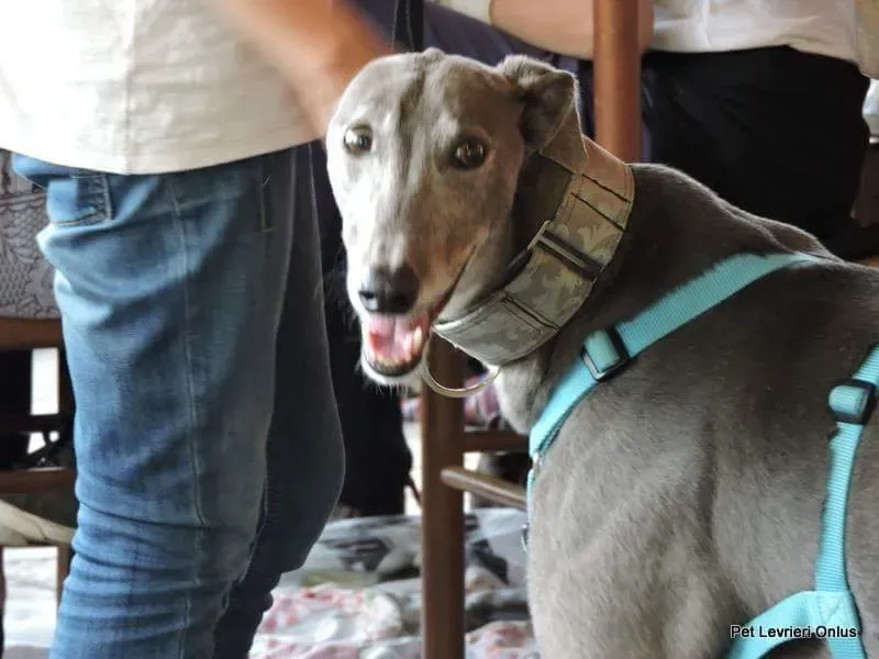 13516178 1724610281130991 5907538647122550700 n