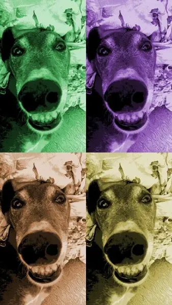 13529080 1724610261130993 4628281733958009401 n